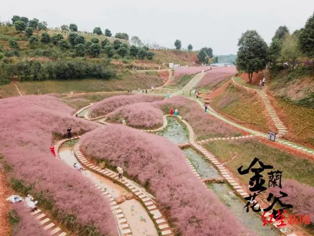 该宣传文案所采用的部分粉黛花海的照片并非金兰花谷的实景图;在抖音