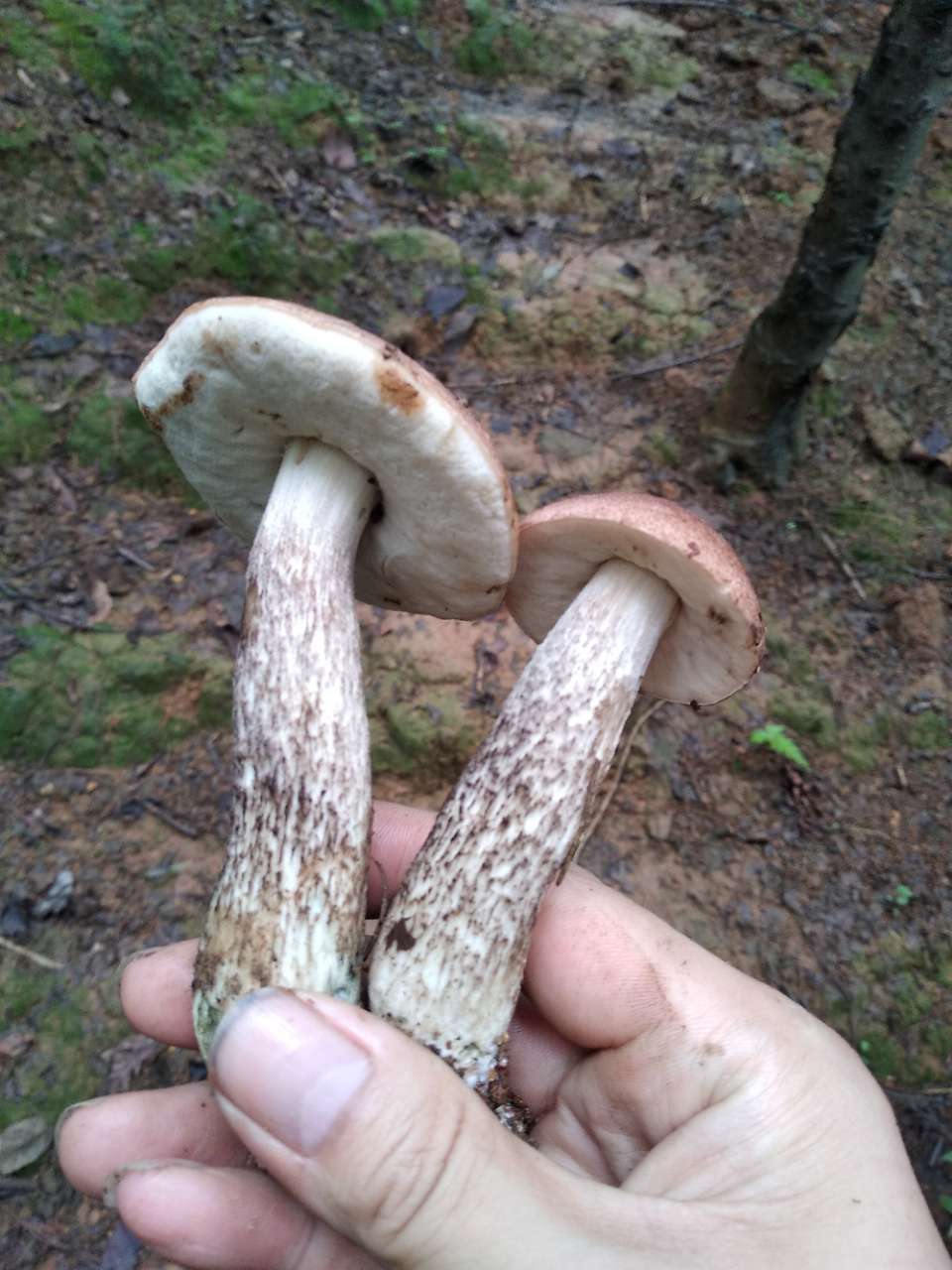 树林里的这些菇子可以食用吗?