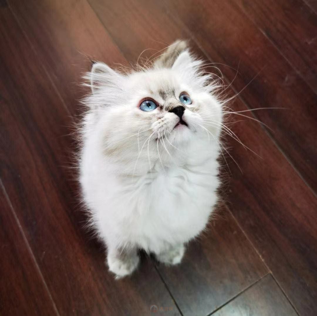 山猫纹布偶猫出售